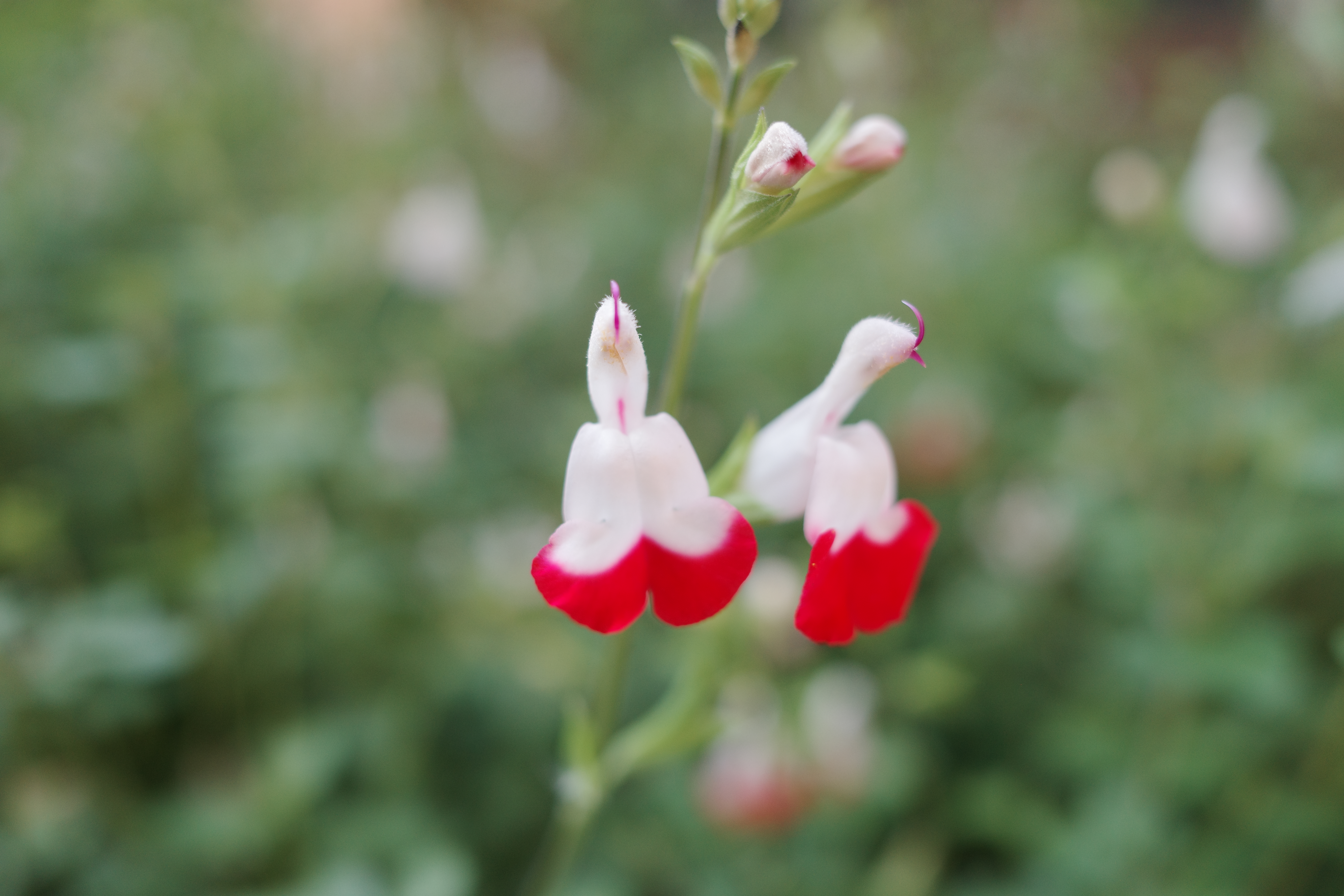 Sample photo